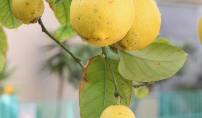 Il Giardino Dei Limoni